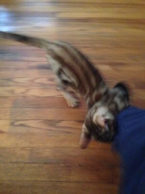 Arekan’s Blog: Gratitious Cat Post