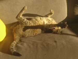 Dear Cats, I Promise You Won’t Starve